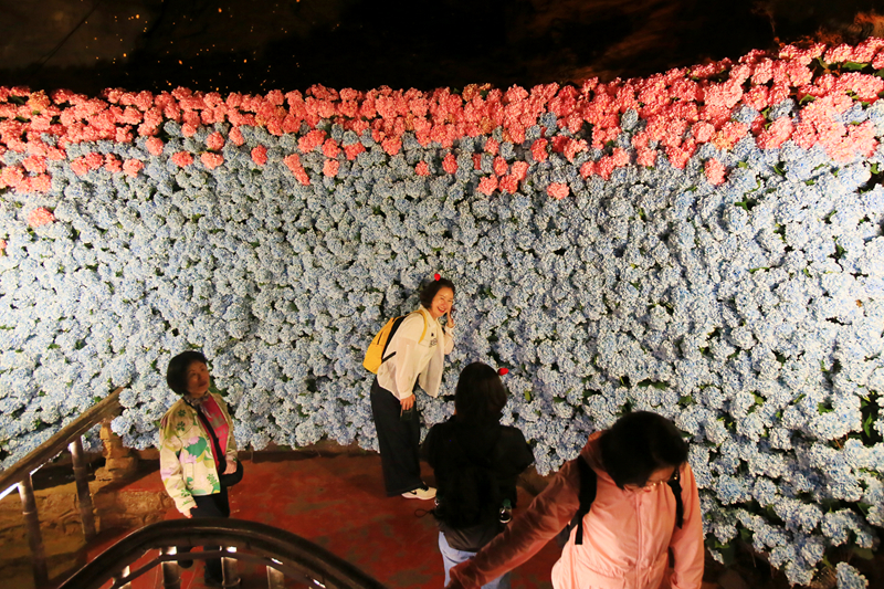 五萬余朵繡球花織就夢幻花廊，黃龍洞一路生花迎“五一”